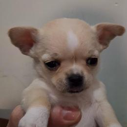 Gorgeous AKC Poppy - Cream female Chihuahua puppy in Bloomington, Indiana from TJs Chihuahuas