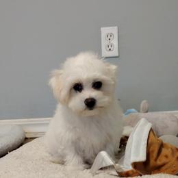 Coton de Tulear Puppies from Coton Country