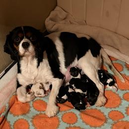 Cavalier King Charles Spaniel puppies from CreekSong Farm Cavaliers