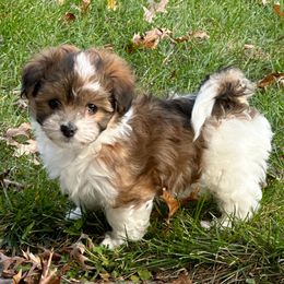 Gwendolyn - Red brindle female Havanese puppy in Oak Grove, Minnesota from Green Gables Havanese
