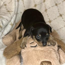 Prague Ratter Puppies from North Star Gem’s Prague Ratters