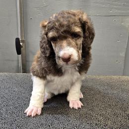 Mocha - Brindle female Poodle puppy in Patterson, California from Paterson Poodles