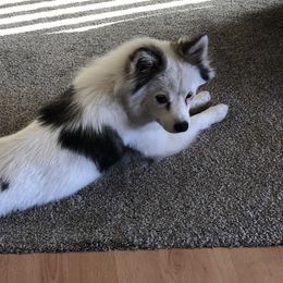 Alaskan Klee Kai and Pomskies from Peterson Pups