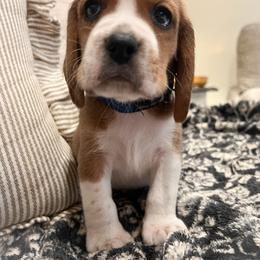 Romeo - Red black and white male Beagle puppy in Brownsboro, Texas from Willow Bark Beagles