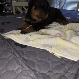 Rottweiler Puppies from Rottbies