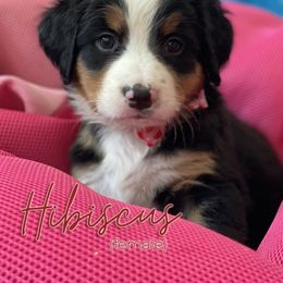 Bernedoodle and Bernese Mountain Dog Puppies from Faith and Family Farm