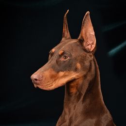 Doberman Pinschers from Rok'n Dobermans