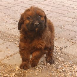 Kirk - Red Whoodle puppy in West Bend, Iowa from Blue Skies Terriers