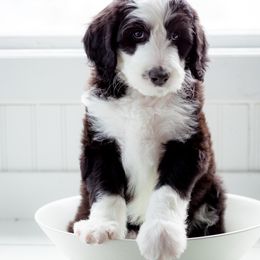 Sheepadoodle Puppies from Life Unleashed Farm