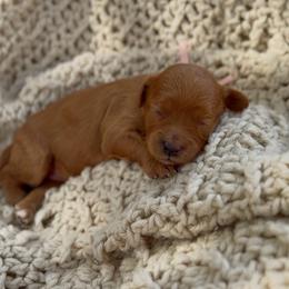 Girl 1 - Red female Cavapoo puppy in Arlington, Texas from Van Haselen Poodles and Doodles