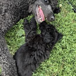 Poodle Puppies from Risa Poodles