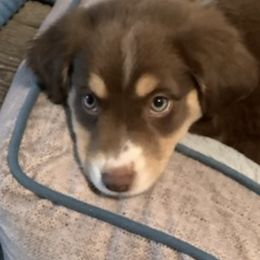 Miniature Australian Shepherds from Stephanie's Mini Aussies