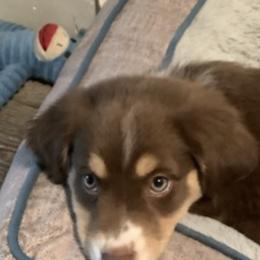 Miniature Australian Shepherds from Stephanie's Mini Aussies