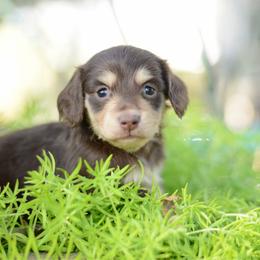 Yelena AKC - Full Health Testing - Chocolate and cream female Dachshund puppy in Neosho, Missouri from A Walk In The Park