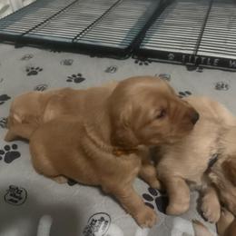 Gold Collar - Golden male Golden Retriever puppy in Tulsa, Oklahoma from Triple J Goldens, LLC