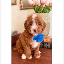 Abraham Lincoln - Red  male Goldendoodle puppy in Pleasant Grove, Utah from Destination Doodles