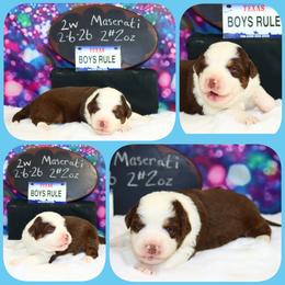 Maserati - Red tri male Toy Australian Shepherd puppy in Levelland, Texas from Once Upon a Time Aussies