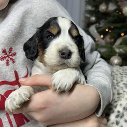 Adam - Black white and tan male English Springer Spaniel puppy in Battle Creek, Michigan from Eden Springer Spaniels