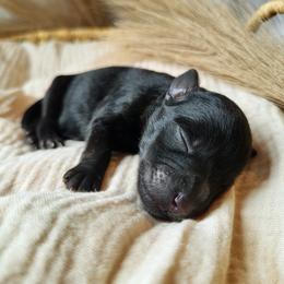 Boy 1 - Black male Miniature Schnauzer puppy in Crestview, Florida from Mert's Creek Miniature Schnauzers