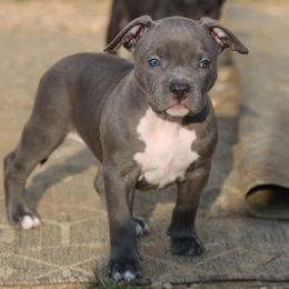 PINK - Blue female American Bully puppy in Union County, North Carolina from XLRG BULLIES