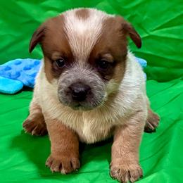 L65-02 - Red speckled male Australian Cattle Dog puppy in Sheridan, Oregon from 6pk Cattledogs