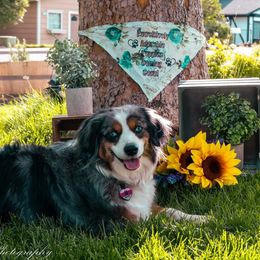 Miniature American Shepherds from Kubes Mini Aussies