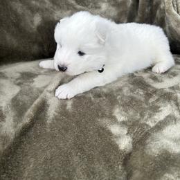 Truman - White male Samoyed puppy in Atkinson, Nebraska from Sandhills Samoyeds