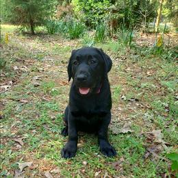 Muffin (Pink Collar) - Black female Labrador Retriever puppy in Prince George, Virginia from Kingdom Kenelz Labradors