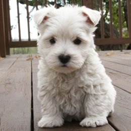 West Highland White Terrier Puppies from The West Acres