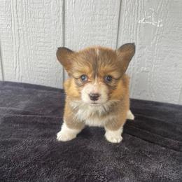 Sedona - Black and tan female Pembroke Welsh Corgi puppy in Mc Cammon, Idaho from Sunny J Corgis and Mini Americans