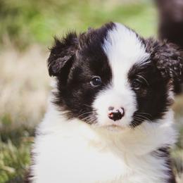 Snickers - Black male Border Collie puppy in Dallas, Texas from Effervescent Border Collies