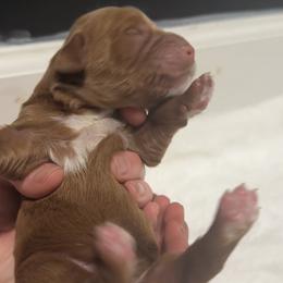 Dimond - Red  female Goldendoodle puppy in Twin Falls, Idaho from Magic Valley Family Doodles
