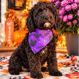 Bonnie - Black female Goldendoodle puppy in Petersburg, West Virginia from Wv Diva Doodles
