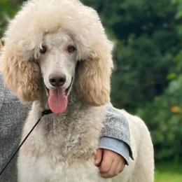 Poodle puppies from Jackalope Poodles