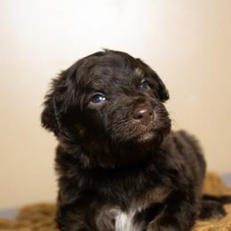 Negroni - Tri-color male Bernedoodle puppy in Youngstown, Florida from Wonderland’s Boujie Kennels