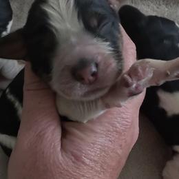 Bamboozled aka Bammy - Tri-Roan female English Springer Spaniel puppy in Florida from Thunderbird Springers