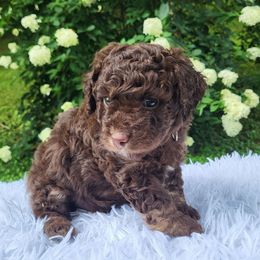 Blue collar - Phantom male Bernedoodle puppy in Fairmont, West Virginia from Mountainside Doodles, LLC