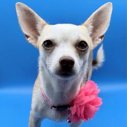 Bella - Chihuahua