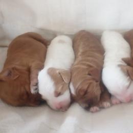 Cockapoo Puppies from Janet Campbell