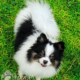 Panda - Pomeranian
