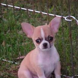 Chihuahua Puppies from Rafina Chihuahuas