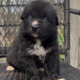 Cottontail - Black & white male Australian Shepherd puppy in Windsor, New York from Double B Aussies