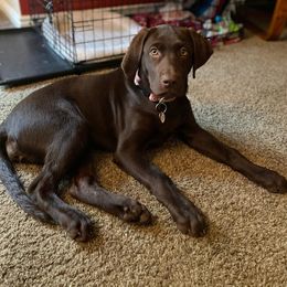 Labrador Retriever All Grown Up from Rocky Mountain Dogs - Utah