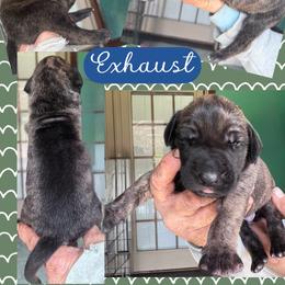 Exhaust - Brindle male Great Dane puppy in Wellsville, New York from Prophecy Danes