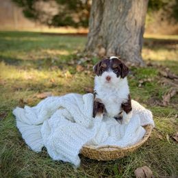 Souffle' - Brown and white female Bernedoodle puppy in Bremen, Indiana from Farmland Doodles