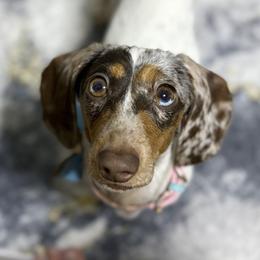 Millie - Dachshund