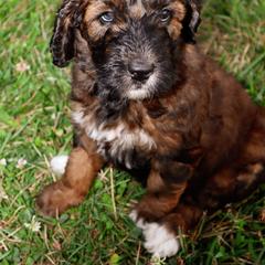 Saint Berdoodle Puppies from Highland Ridge Doodles