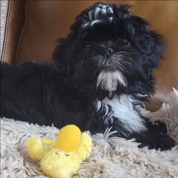 Kevin  potty training OFA DNA - Black and white male Shih Tzu puppy in Troutville, Virginia from BRIAR HOUSE of Mountain Pass