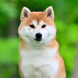 Ryu - Shiba Inu
