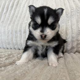 Nova - Black and white female Pomsky puppy in Valparaiso, Indiana from Valparaiso Pomskys